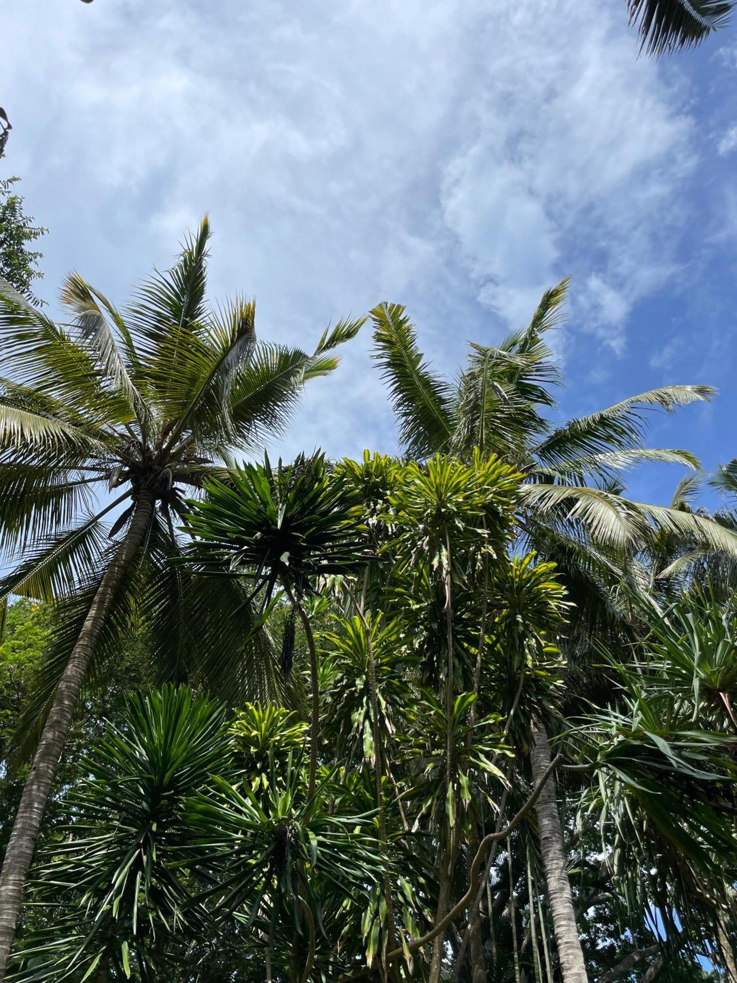 Mbweni Ruins & Gardens Previously Jungle Paradise Zanzibar Exterior foto