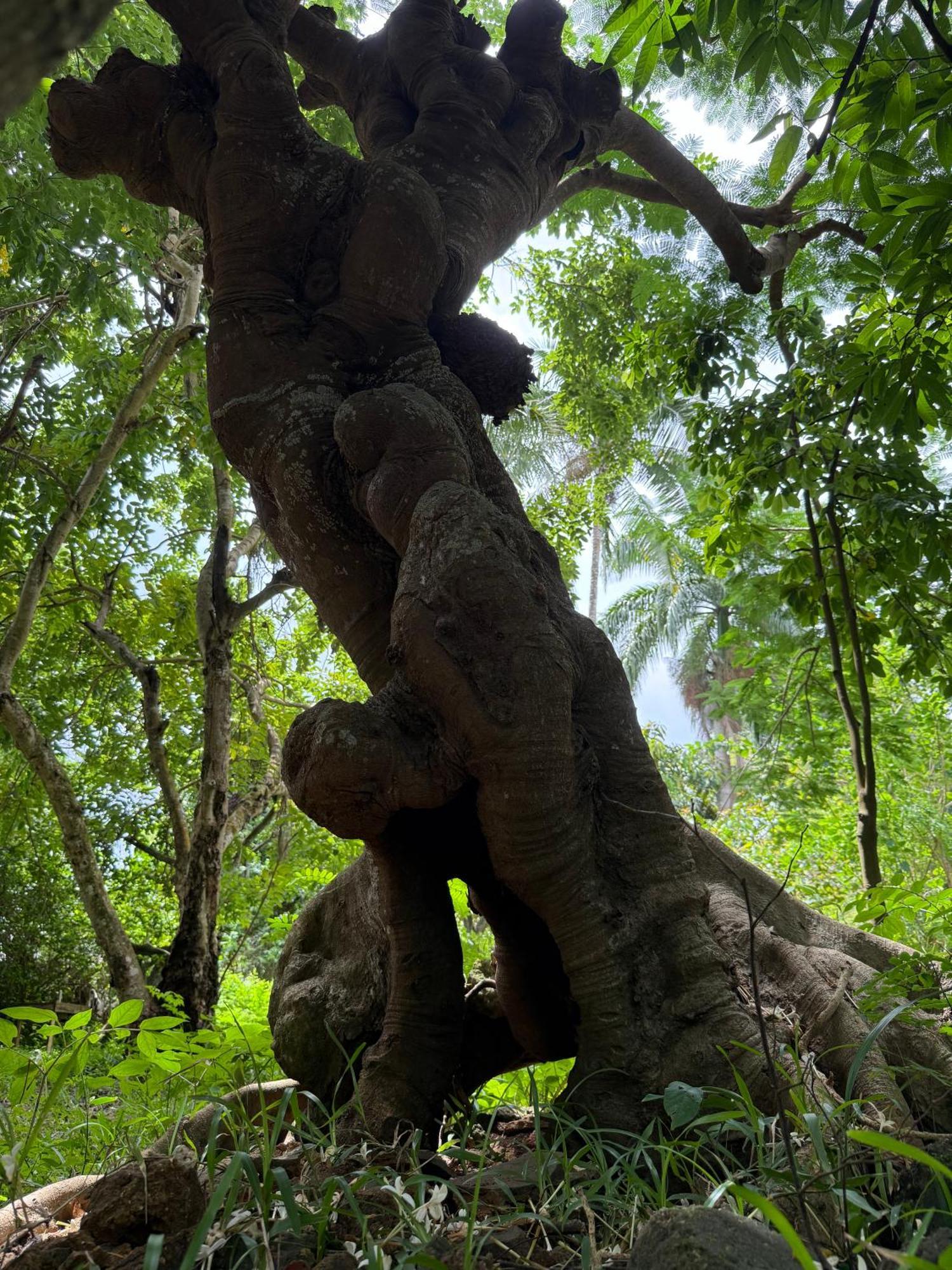 Mbweni Ruins & Gardens Previously Jungle Paradise Zanzibar Exterior foto