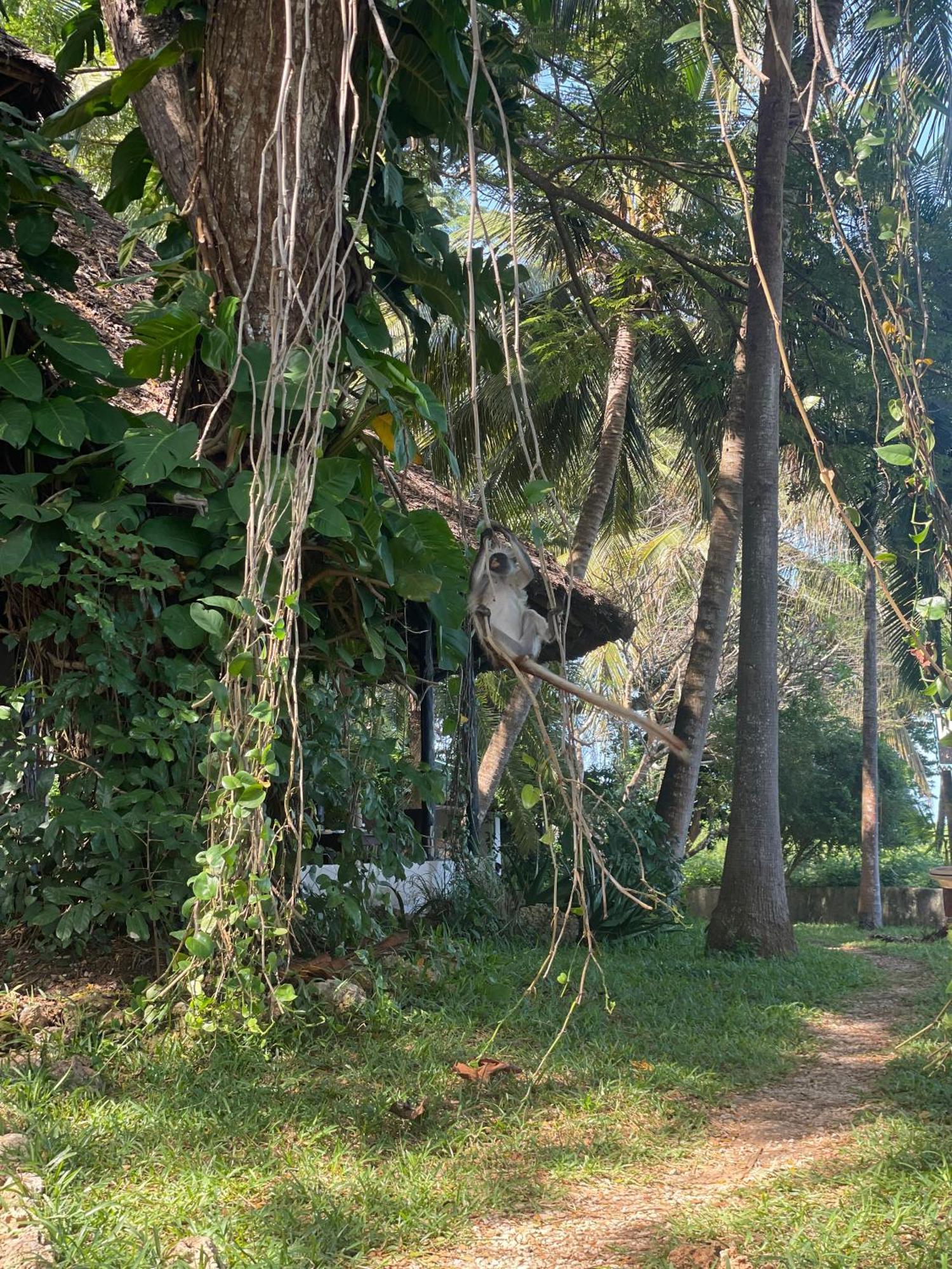 Mbweni Ruins & Gardens Previously Jungle Paradise Zanzibar Exterior foto